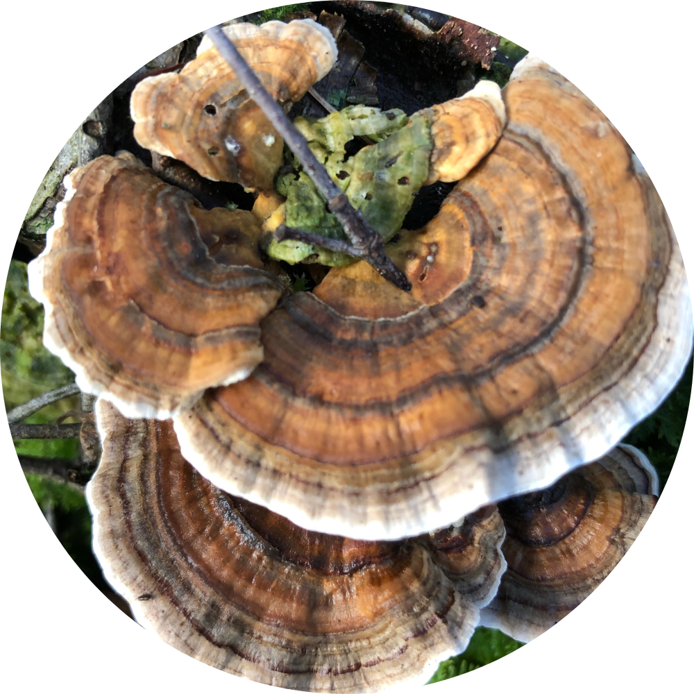 Turkey tail store mushroom for dogs