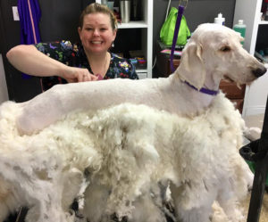 To Shave or Not to Shave? | hypoallergenic dogs | Angela Ardolino