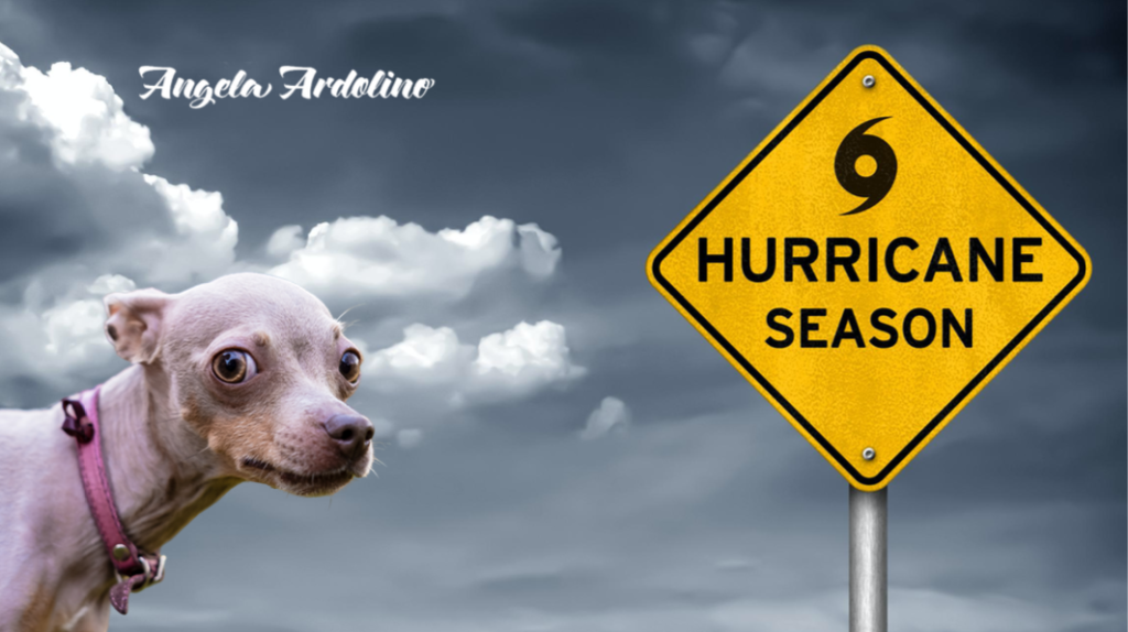 Hurricane Prep For Dogs