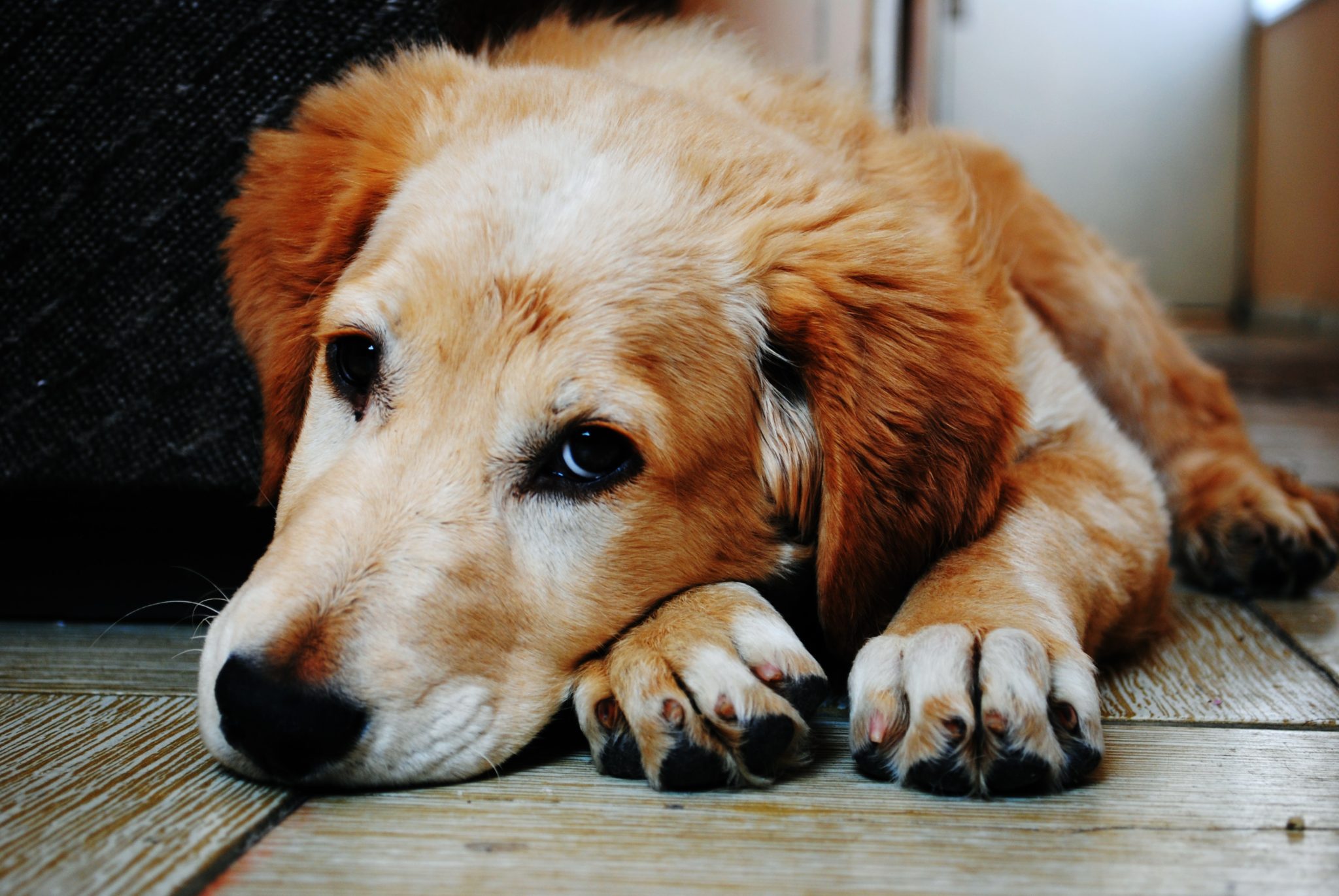 Angela Ardolino Anxious Dog