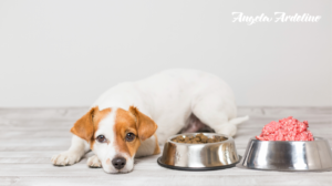 Transitioning Your Pet To A Raw Diet