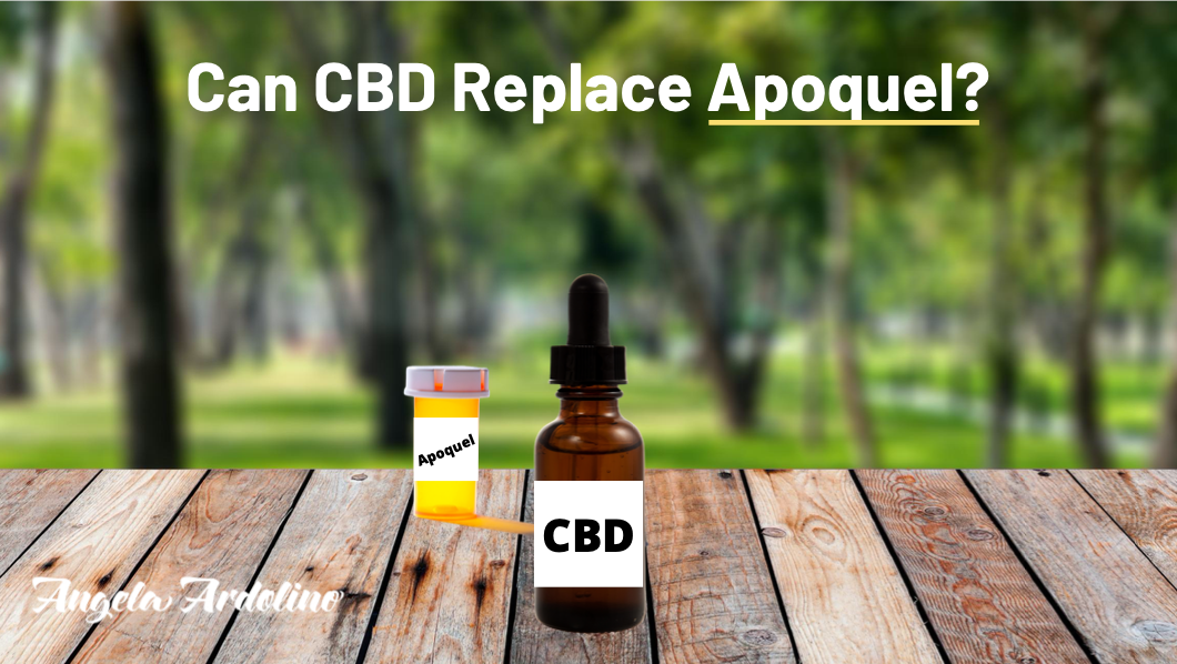 Can CBD Replace Apoquel Angela Ardolino