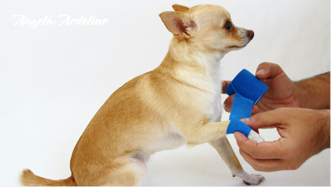 Pain Management For Dogs with Dr. Jennifer Johnson Angela Ardolino