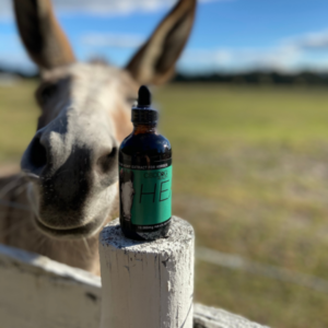 Gus the Donkey with Heal: CBD for Equines horses donkey mule