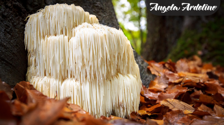 Lion's Mane Mushroom for Dogs Blog Featured Image