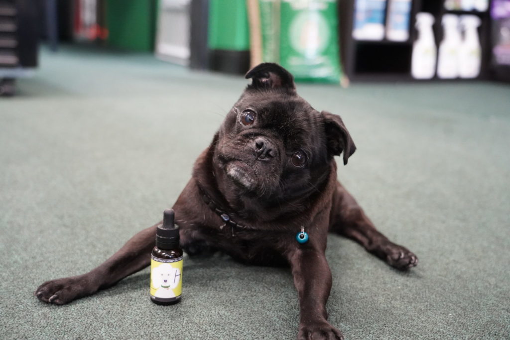 Bruce Pug Myelopathy Heal Cbd Oil