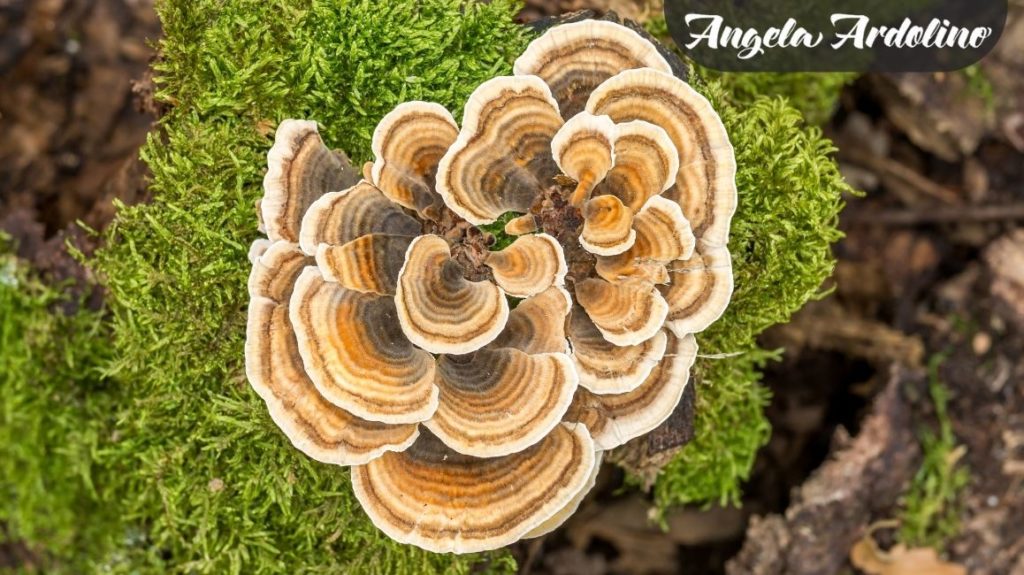 Turkey Tail Mushroom for Dogs Blog Featured Image