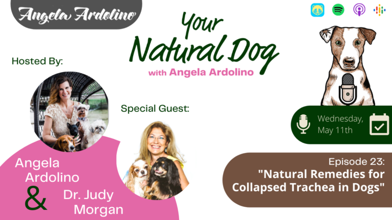 Natural Remedies for Collapsed Trachea in Dogs with Dr Judy Morgan on Your Natural Dog Podcast with Angela Ardolino