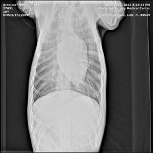 X-ray of Nina's chest, showing organs clear of any cancer, 22 months after her bone cancer in dogs osteosarcoma in dogs diagnosis