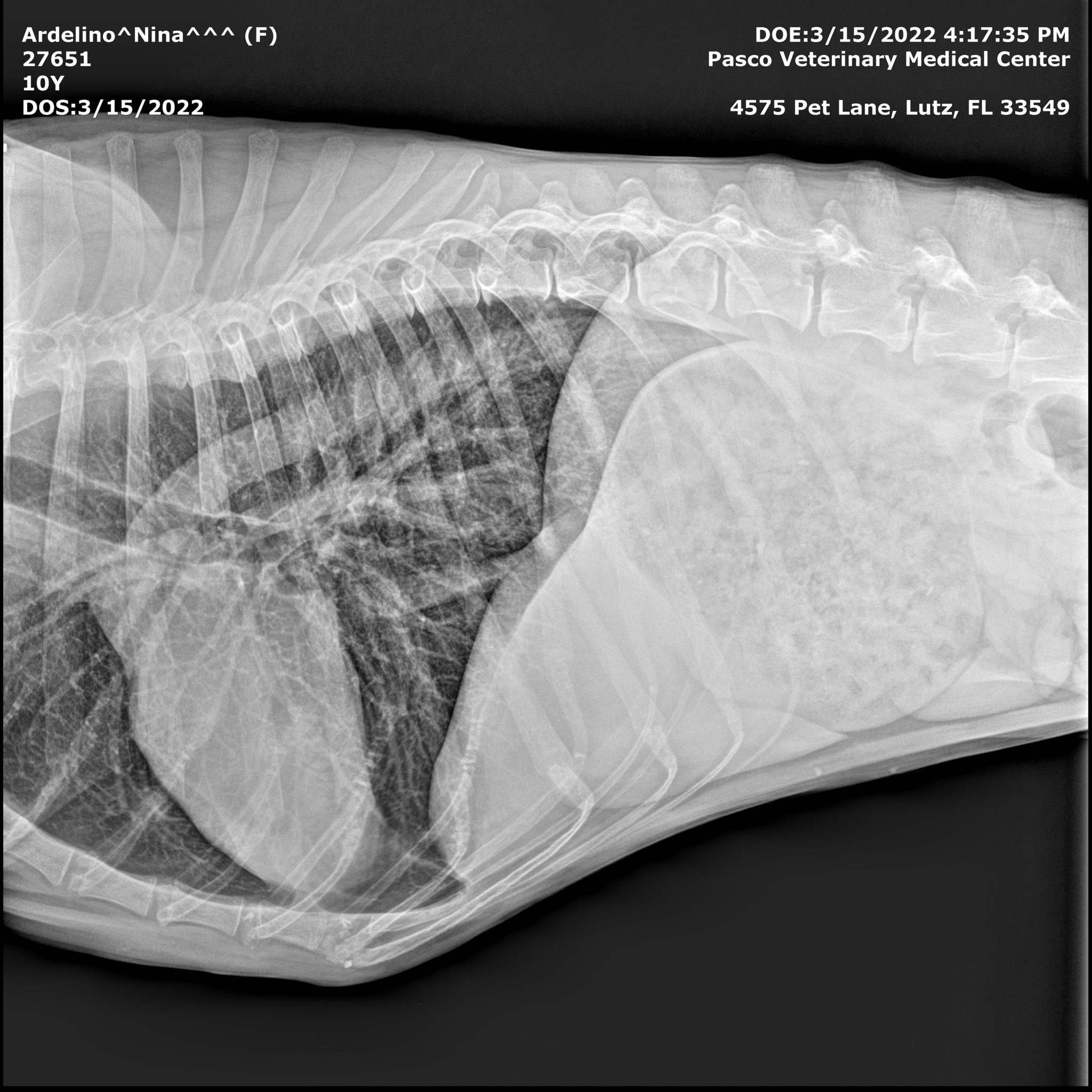 chest xray of nina 22 months post osteosarcoma in dogs diagnosis of bone cancer in dogs
