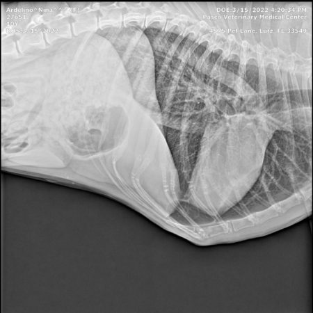 X-ray of Nina's lungs, showing no cancer, 22 months after her bone cancer in dogs osteosarcoma in dogs diagnosis