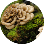 maitake mushrooms for dogs