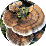 turkey tail mushrooms for dogs