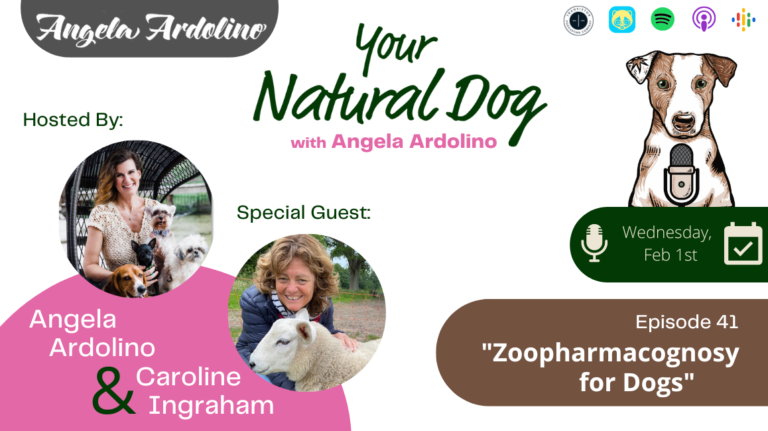 Zoopharmacognosy for dogs with caroline ingraham on your natural dog podcast with angela ardolino