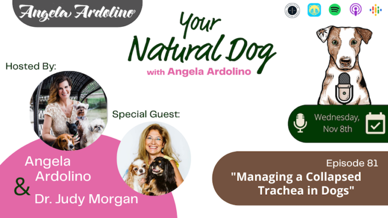 Collapsed Trachea in dogs Dr Judy Morgan YND Podcast