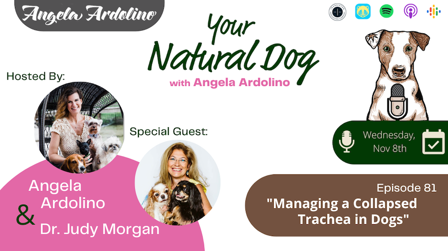 https://angelaardolino.com/wp-content/uploads/2023/11/Collapsed-Trachea-in-dogs-Dr-Judy-Morgan-YND-Podcast.png