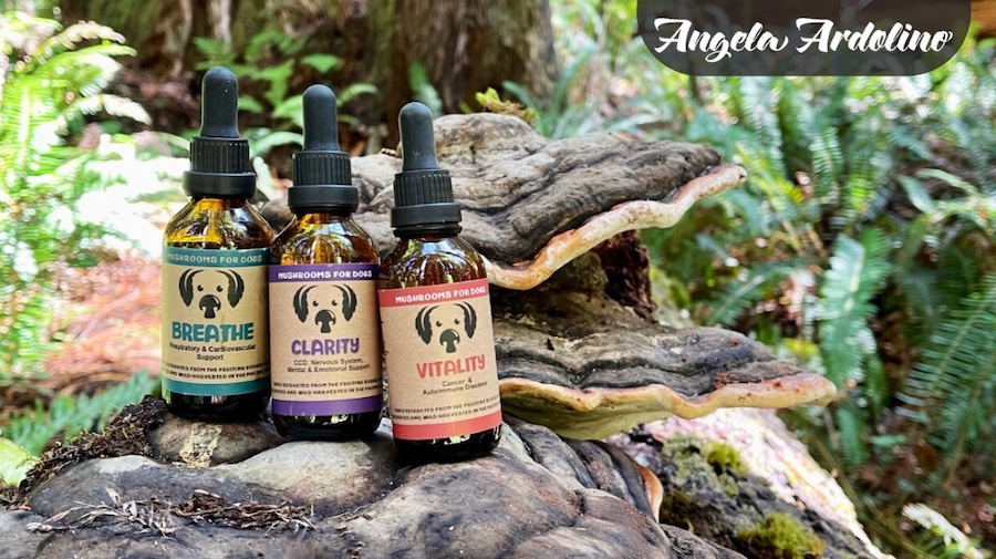 Functional Mushrooms for Dogs - MycoDog Mushroom Blends for dogs mushroom extract & adaptogen tinctures wild harvested