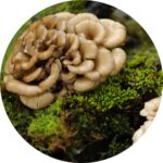 maitake functional mushrooms for dogs
