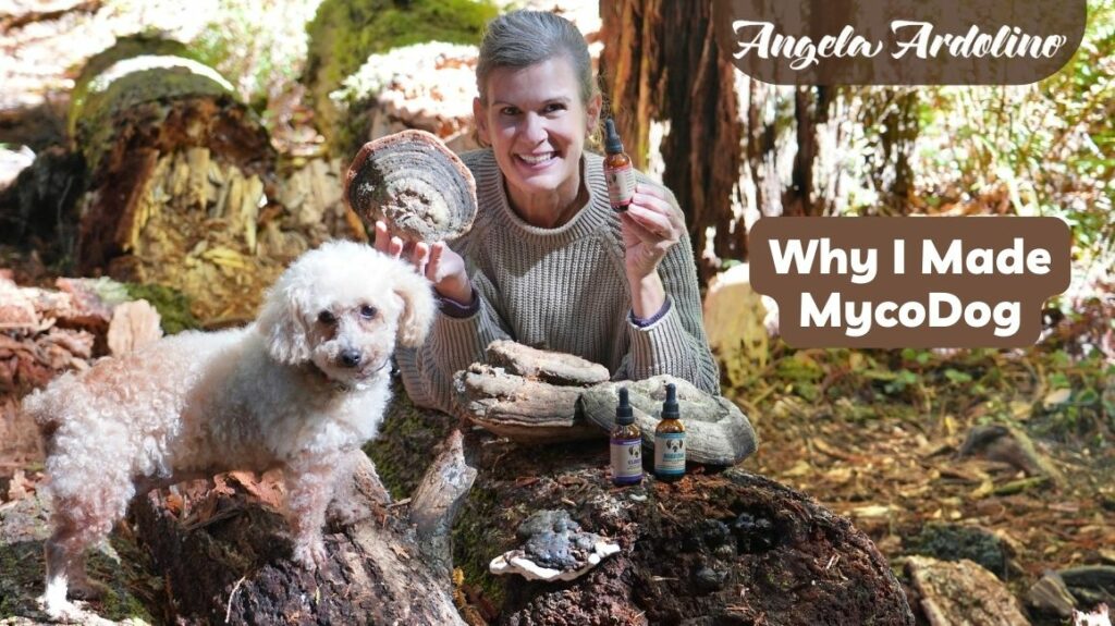 Why I Made Mycodog mushroom products for dogs cats pets best mushroom supplement for dogs Angela Ardolino