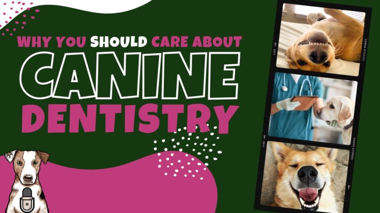 the importance of dog dentistry with Dr. Katie Kangas on Your Natural Dog Podcast