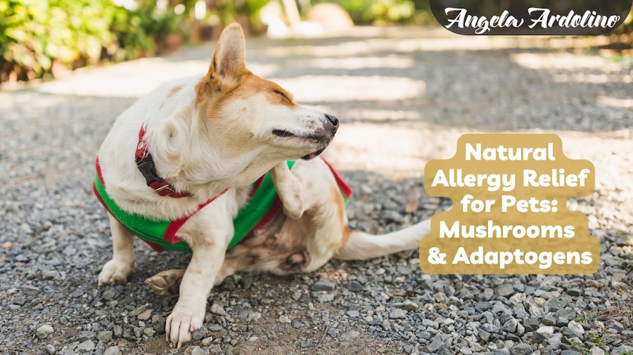 natural allergy relief for pets adaptogens mushrooms for pets dogs cats