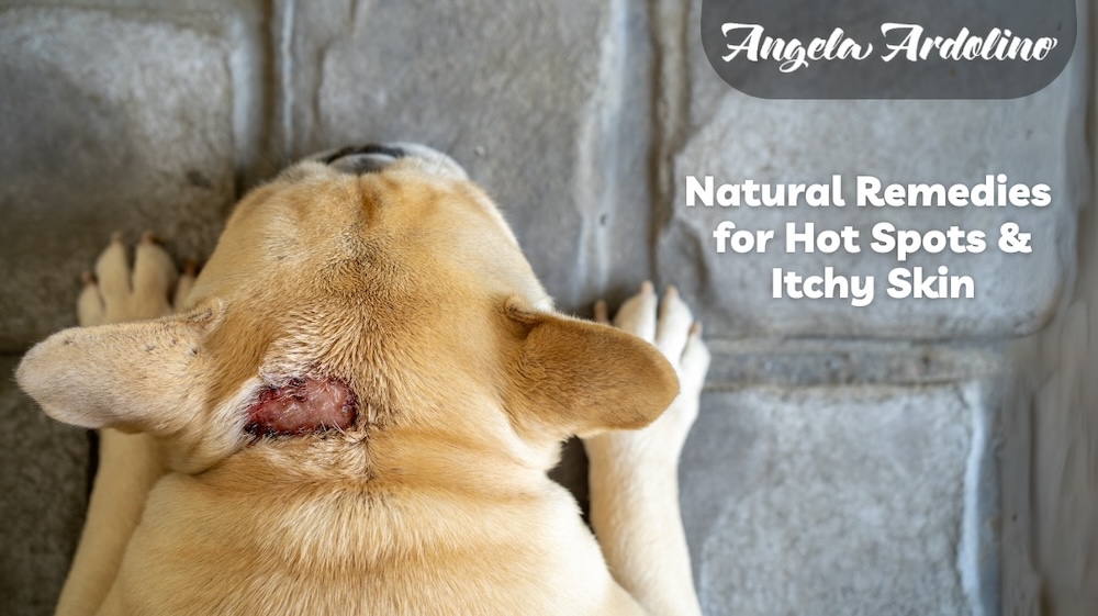 hot spots on dogs with itchy skin dog allergies natural remedies for dog hot spots itchy irritated skin