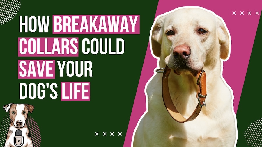 Dog Breakaway collar safety choking collars dog with Hilda from Fauna in the foothills