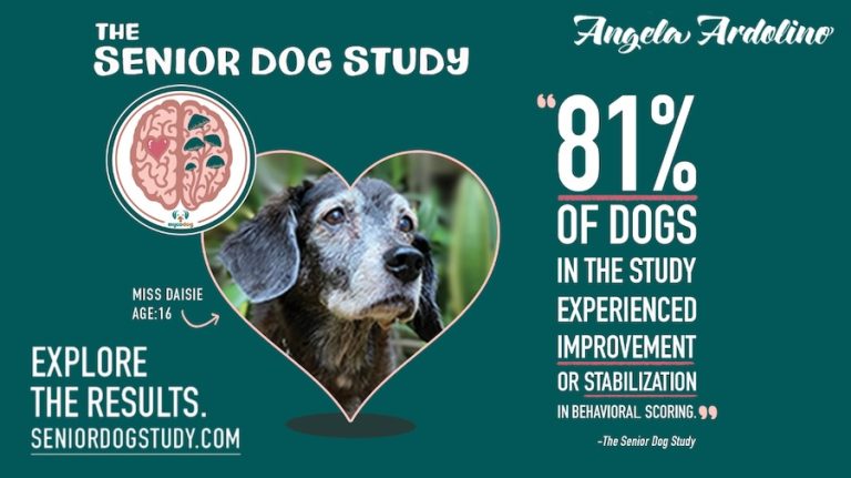 Senior Dog Study