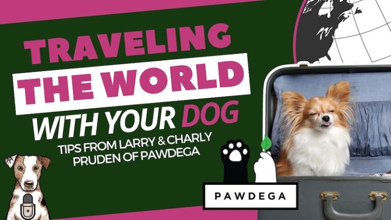 how to travel internationally with dogs travel the world tips pawdega frenchie your natural dog podcast