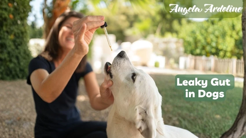 natural remedies healing leaky gut in dogs