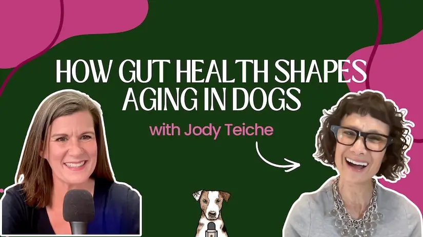 gut health shapes aging in senior dogs senior pets Jody Teiche pet health expert pet health coach