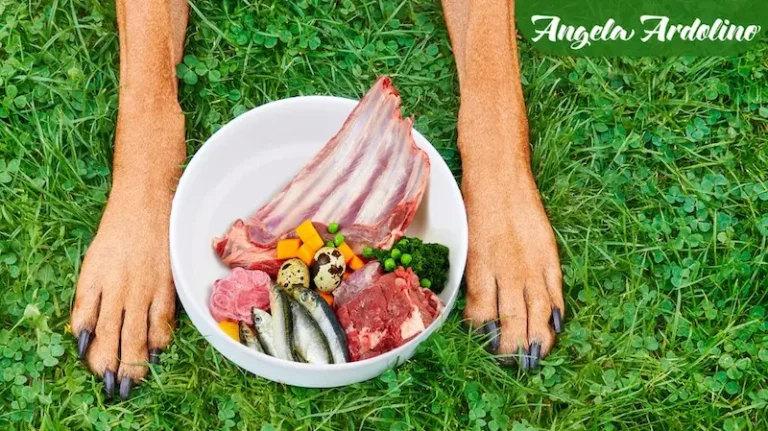 synthetic vitamin powders for dogs balanced nutrition
