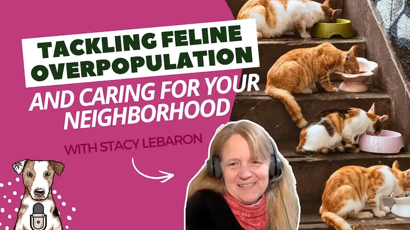 Stacy LeBaron Community Cats