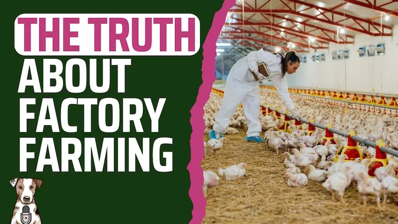 the truth about factory farming with animal activist carla cabral on your natural dog podcast